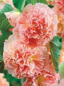 A close-up highlights the ruffled petals of Hollyhock 'Peaches and Dreams' flowers in pink and peach shades, set against lush green leaves, flourishing in a 4" pot.