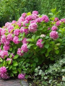 hydrangea macrophylla pink ball beautiful big pink flower heads with green foliage on a bush