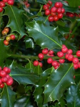 Ilex 'Blue Angel' Holly in an 8" pot features glossy dark green leaves and clusters of small red berries.