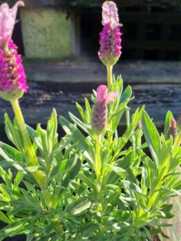 The Lavandula 'Pink Queen' PBR Lavender in a 6" pot displays vibrant pink flowers and lush green leaves, perfect for thriving in a sunny outdoor setting.