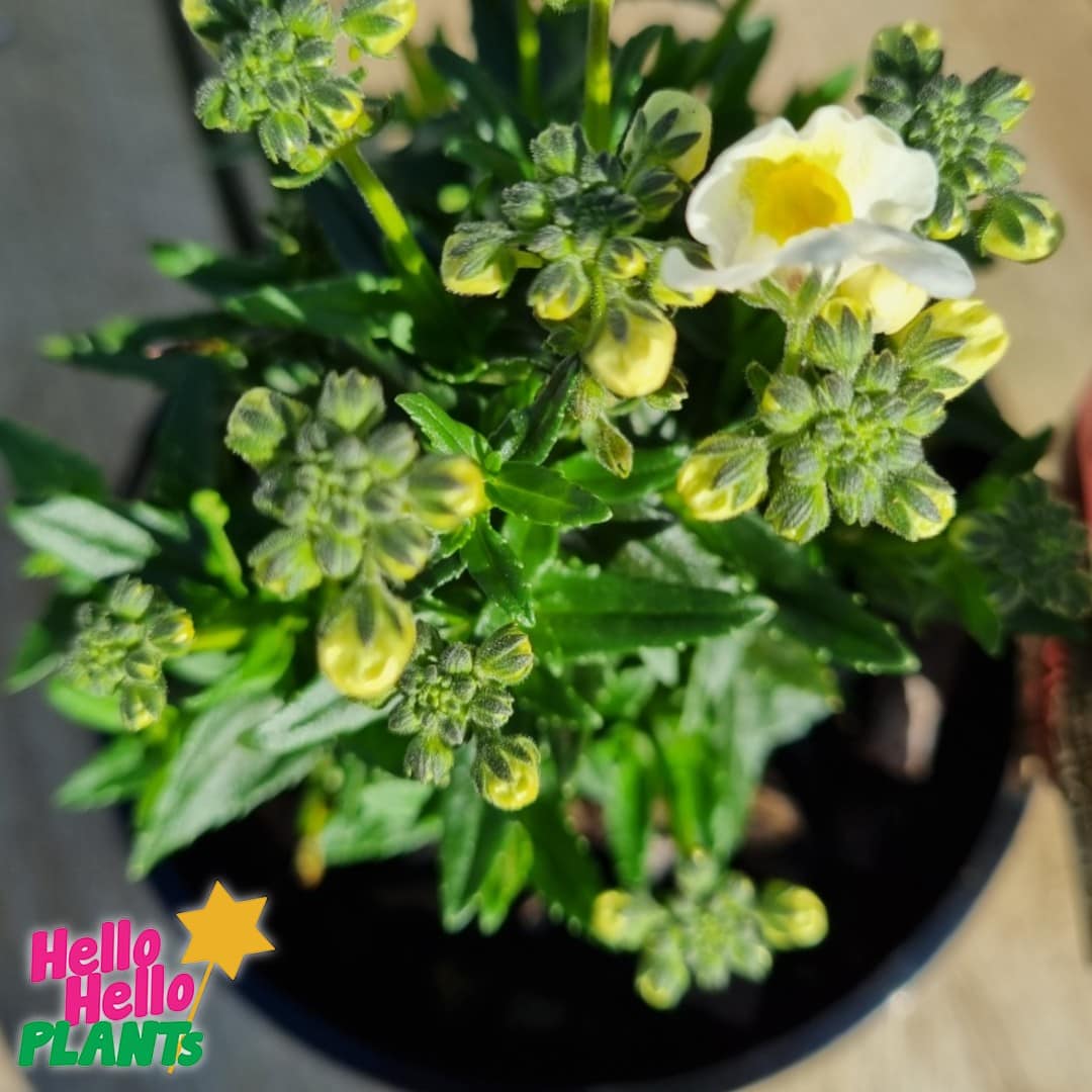Nemesia Sweet Surprise 'Cream White' 6" Pot - Image 3