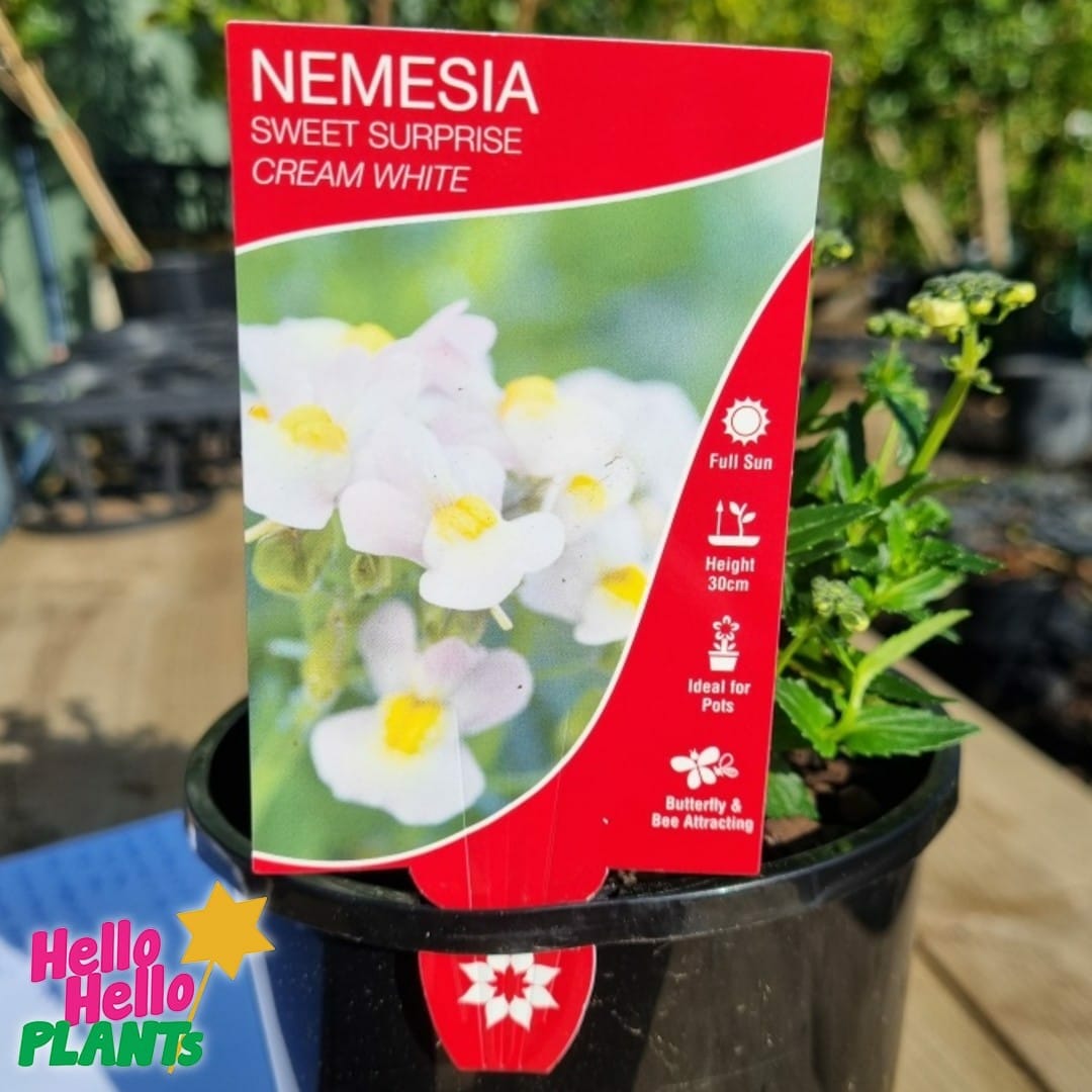 Nemesia Sweet Surprise 'Cream White' 6" Pot - Image 4