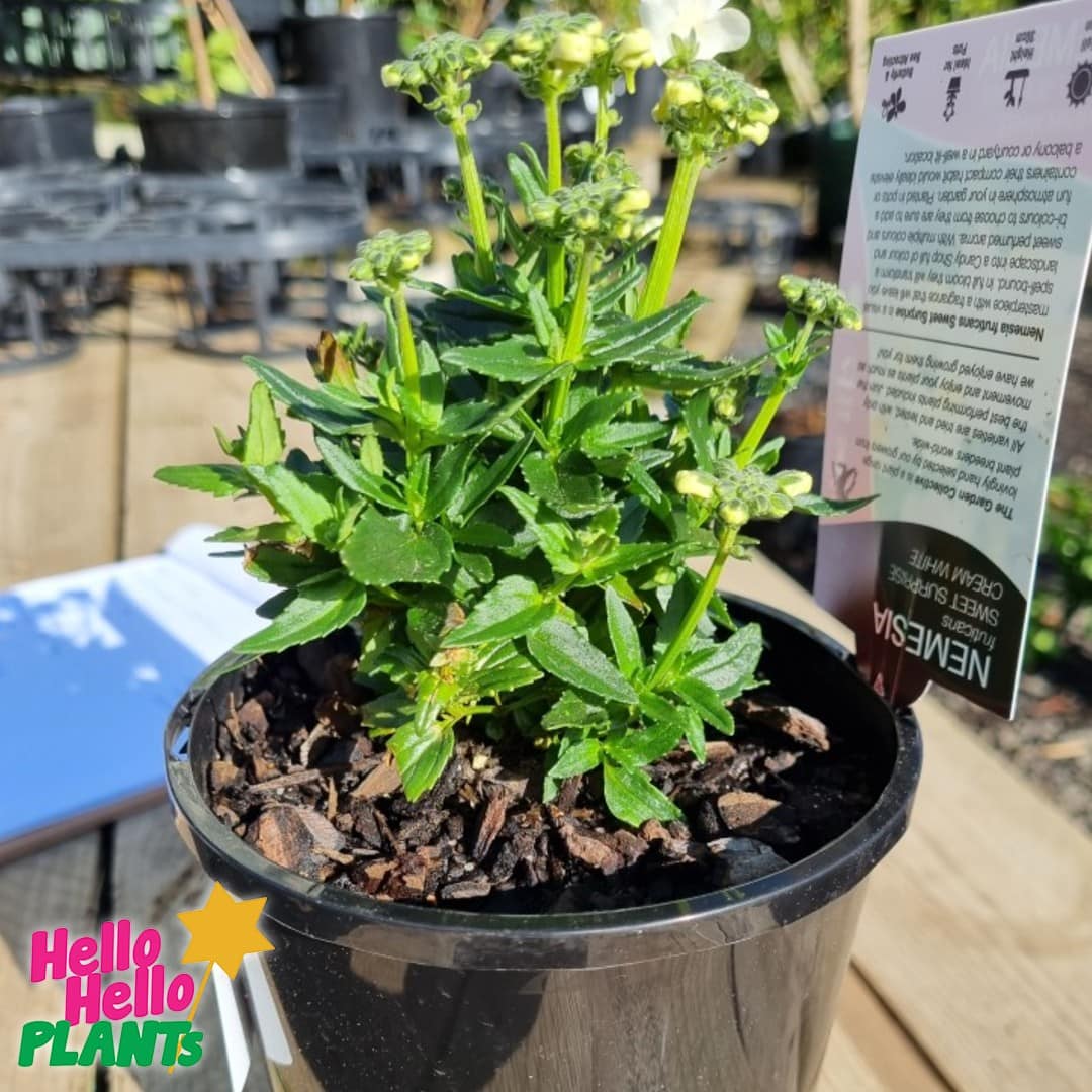 Nemesia 'White' 6" Pot - Image 2