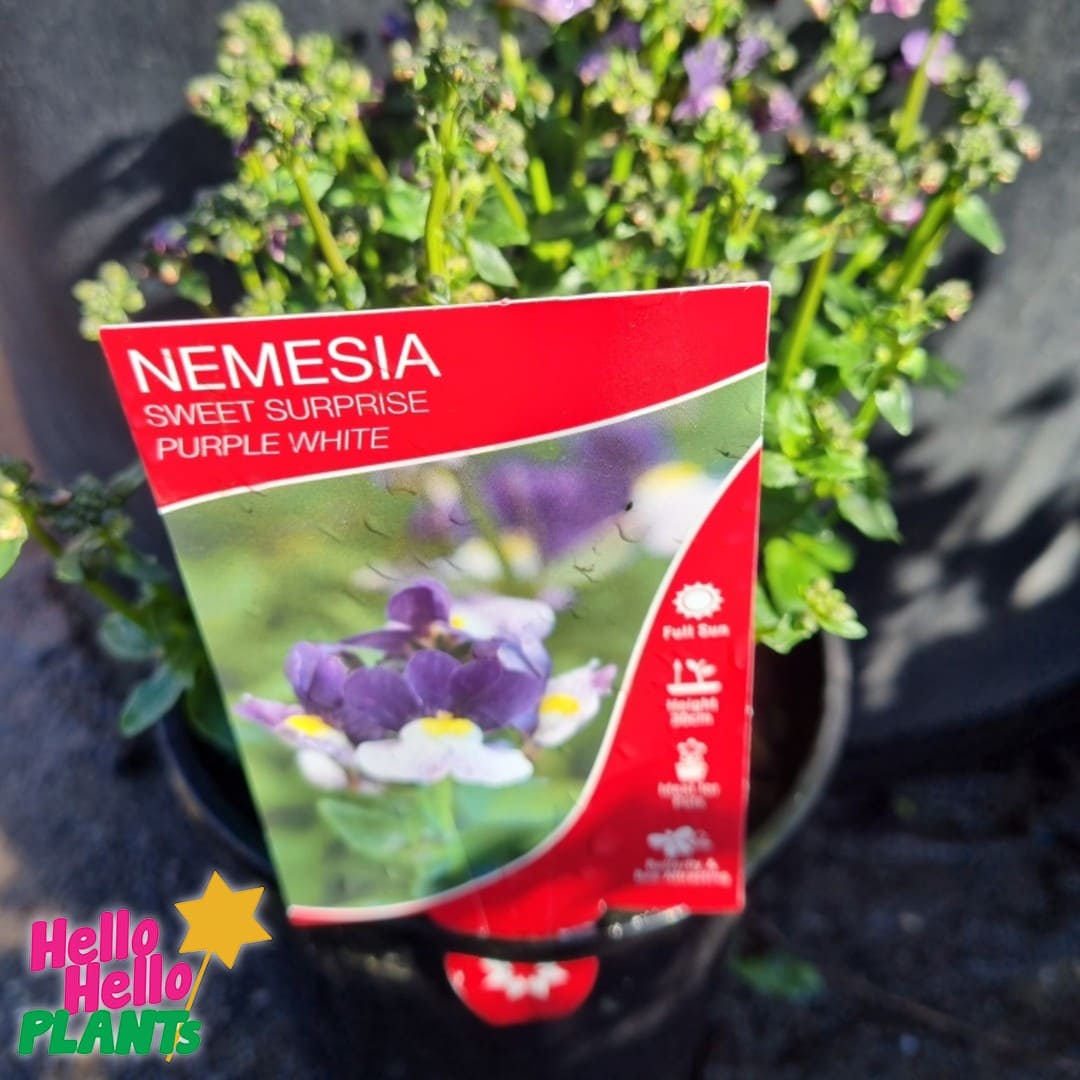 Nemesia Sweet Surprise 'Purple and White' 6" Pot - Image 2