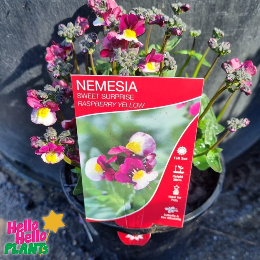 Nemesia Sweet Surprise 'Raspberry and Yellow' 6" Pot - Image 3