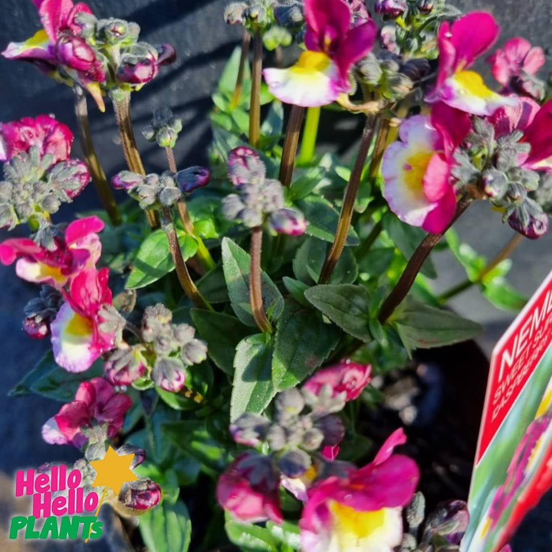 Nemesia Sweet Surprise 'Raspberry and Yellow' 6" Pot - Image 2