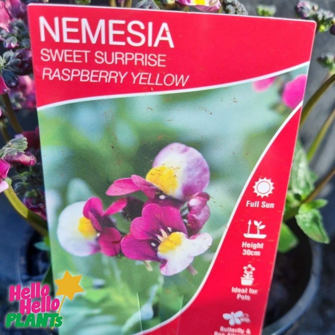 Nemesia Sweet Surprise 'Raspberry and Yellow' 6" Pot - Image 4