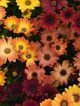 A lush blend of daisy-like flowers in yellow, orange, and dark red hues with green foliage, evoking the vibrant Osteospermum 'Akila Sunset Shades' African Daisy.