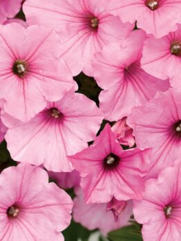 Close-up of numerous Petunia Supertunia® 'Vista Bubblegum' flowers with dark centers, overlapping and filling the frame in a vibrant display, ideal for a 6" pot.