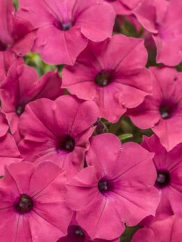 Close-up of Petunia Supertunia® 'Vista Fuchsia' in a 6" pot, highlighting vibrant pink trumpet-shaped blooms with dark centers.