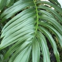 Close-up of a glossy green palm leaf with elongated, overlapping leaflets reminiscent of the elegant Rhaphidophora 'Dragon Tail' in a 5" pot.