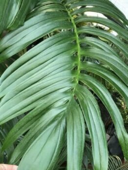 Close-up of a glossy green palm leaf with elongated, overlapping leaflets reminiscent of the elegant Rhaphidophora 'Dragon Tail' in a 5" pot.