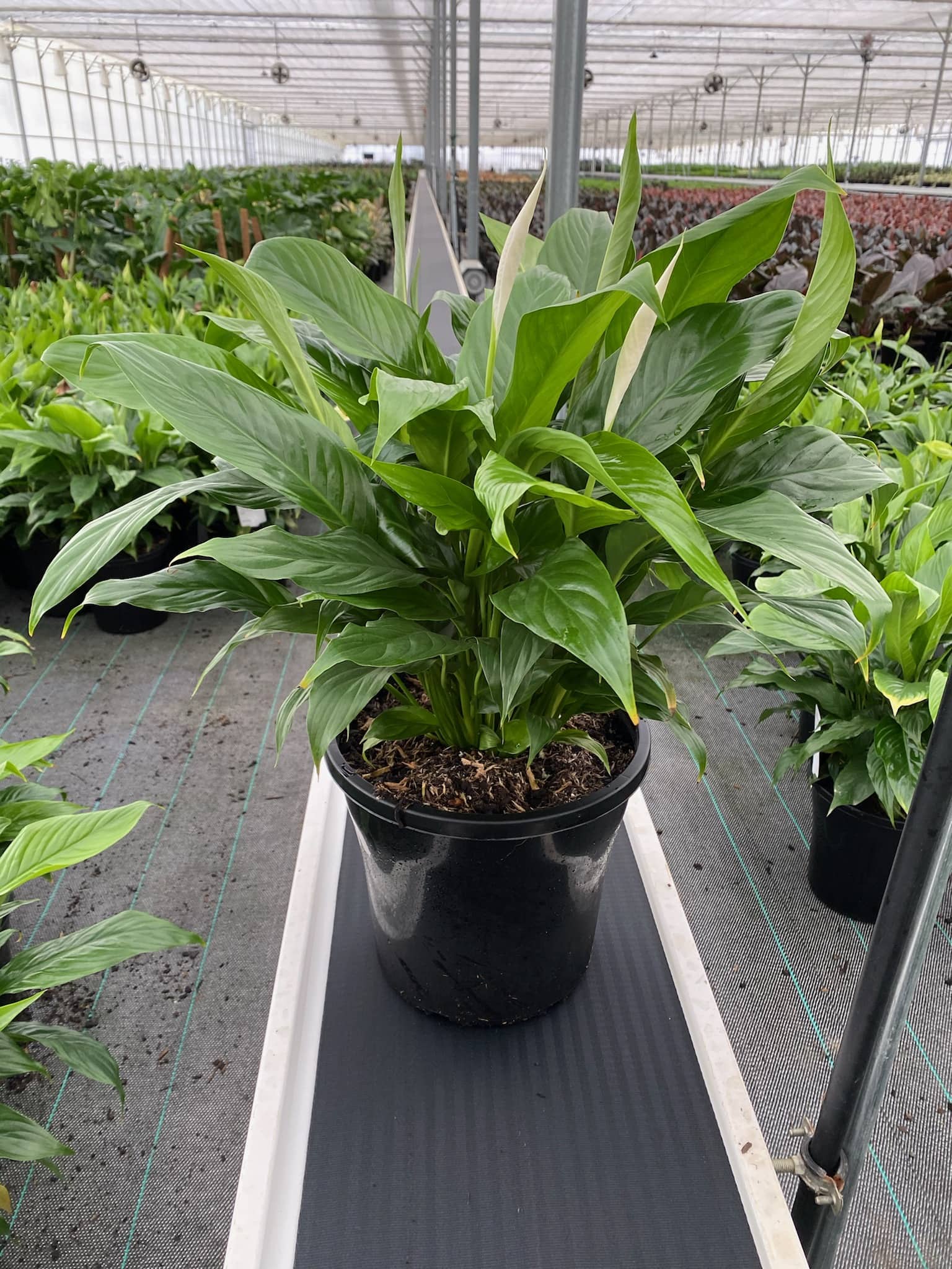 Spathiphyllum 'Peace Lily' (Sweet Benito) - Image 2