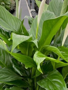 A close-up of the Spathiphyllum 'Peace Lily' (Sweet Benito) in a 10" pot showcases its large green leaves and elegant white spathes at a garden center.