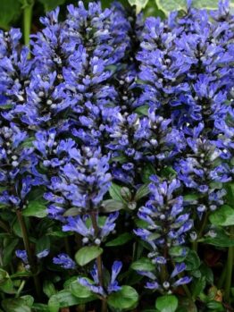 Ajuga 'Blueberry Muffin' in a 6" pot features dense, upright spikes of purple-blue flowers and green leaves—an ideal choice for vibrant color in any garden setting.