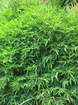 Lush green foliage with slender leaves, the ideal choice for Asian hedges, is found in Bambusa 'Asian Hedging' Bamboo.