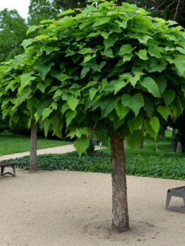 Three benches, each 1.5m long, sit among Catalpa 'Indian Bean Tree' Standard 1.5m (20" Pot) on a gravel area in the park, with green grass and bushes in the background.