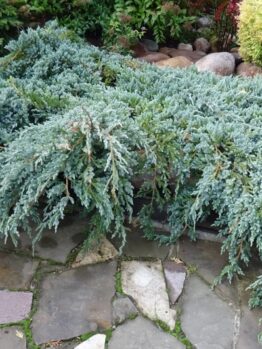 The Juniperus 'Grey Owl' shrub elegantly cascades over a stone patio with scattered rocks and lush greenery in the background.