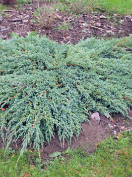 Juniperus 'Grey Owl' is a dense, green, ground-covering shrub with spreading branches that thrives in a garden bed surrounded by grass.