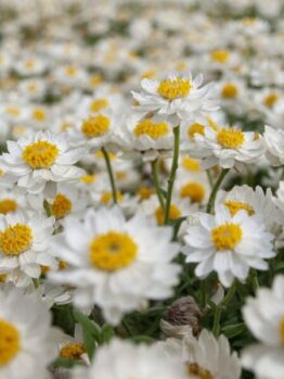 A close-up of a field densely covered with Rhodanthe 'Paper Daisy' 6" Pot reveals white petals and yellow centers, creating a living tapestry on the ground.