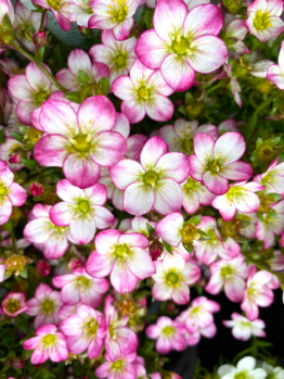 A close-up of Saxifraga 'Picotee' in a 6" pot shows its densely clustered white flowers with pink-tinged petals and bright yellow centers, making it a stunning home accent.
