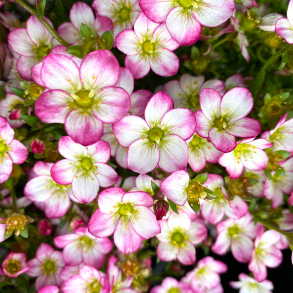 A close-up of Saxifraga 'Picotee' in a 6" pot shows its densely clustered white flowers with pink-tinged petals and bright yellow centers, making it a stunning home accent.