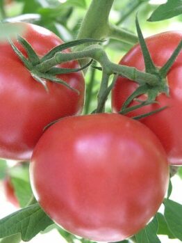 Three ripe tomatoes from the Tomato 'Grosse Lisse' 4" Pot hang on a vine amid lush green leaves.
