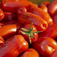 A pile of red San Marzano tomatoes, one with a green stem, from the Tomato 'San Marzano' 4" Pot.