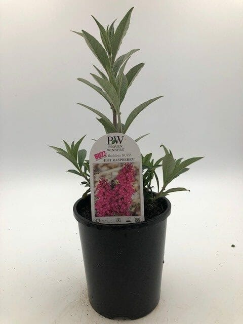 Buddleja 'Buzz™ Hot Raspberry' 6" Pot - Image 2
