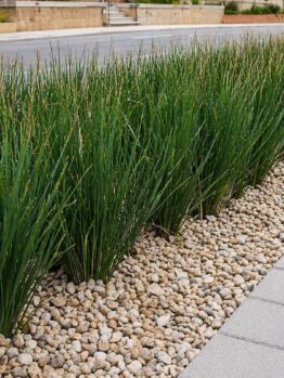 Green ornamental grasses enhance an urban central reservation, highlighted by a Betula 'Upright Silver Birch' 20" Pot, with light gravel and modern concrete paving slabs outlining the pavement.