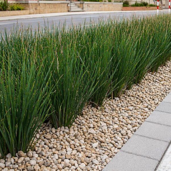 Green ornamental grasses enhance an urban central reservation, highlighted by a Betula 'Upright Silver Birch' 20" Pot, with light gravel and modern concrete paving slabs outlining the pavement.