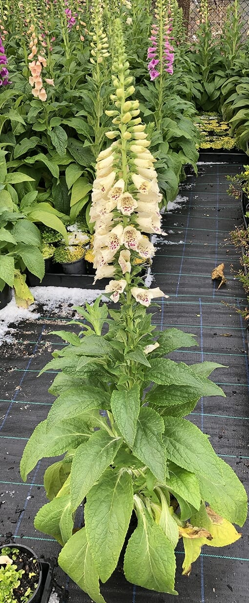 Hello Hello Plants Digitalis mix 8in