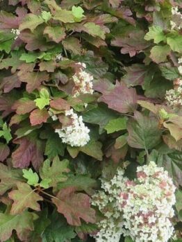 Hydrangea quercifolia 'Snowflake' in a 6" pot showcases dense clusters of white flowers and large, lobed green leaves with red tinges.