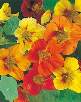 Nasturtium 'Trailing Mix' 4" Pot features vibrant red, orange, and yellow flowers with lush green leaves, blooming beautifully.