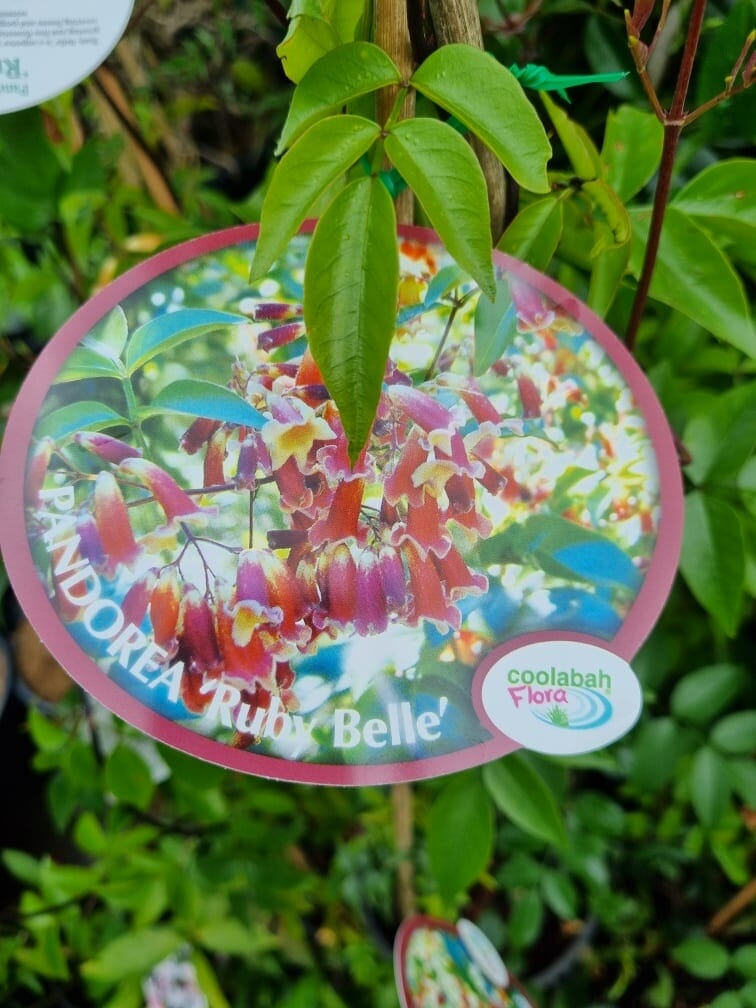 Pandorea 'Ruby Belle' Bower Vine - Image 3