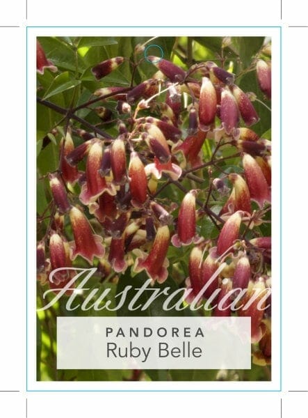Pandorea 'Ruby Belle' Bower Vine - Image 2