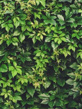 A dense wall of green leaves and vines, featuring the striking Parthenocissus henryana 'Chinese Virginia Creeper', displays a variety of leaf shapes and sizes, creating a lush and textured natural background.