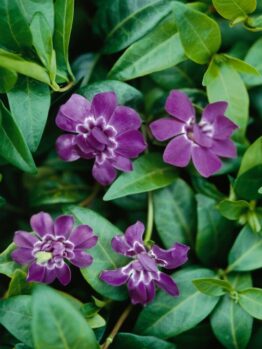 Vinca minor Elizabeth Cran Periwinkle