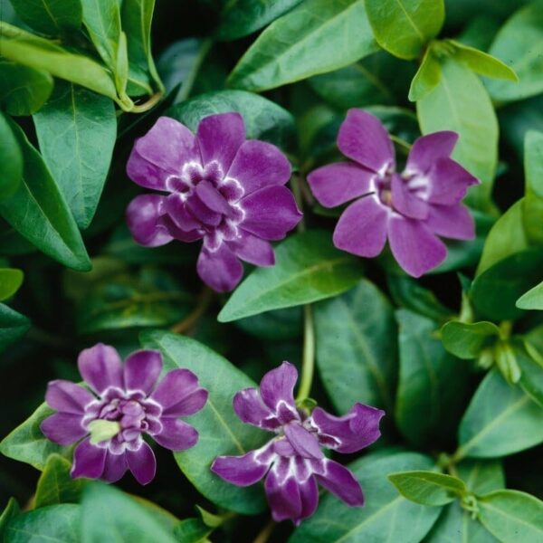 Vinca minor Elizabeth Cran Periwinkle