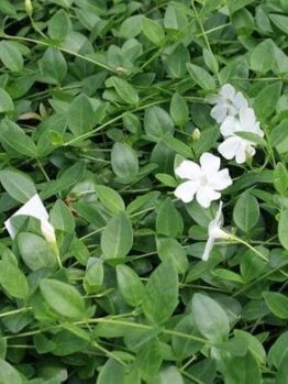 Vinca minor alba white periwinkle