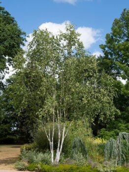 Hello Hello Plants Betula utilis 'Jacquemontii' Himalayan Birch Group planted