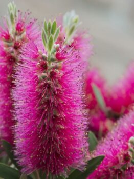 The Callistemon 'Taree Pink' Bottlebrush in an 8" pot boasts thin, spiky pink petals amidst lush green leaves, highlighting its vibrant charm.