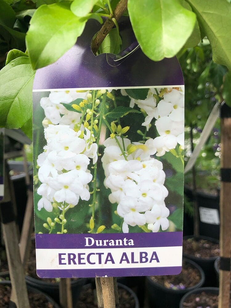 Hello hello plants Duranta Erecta Alba label