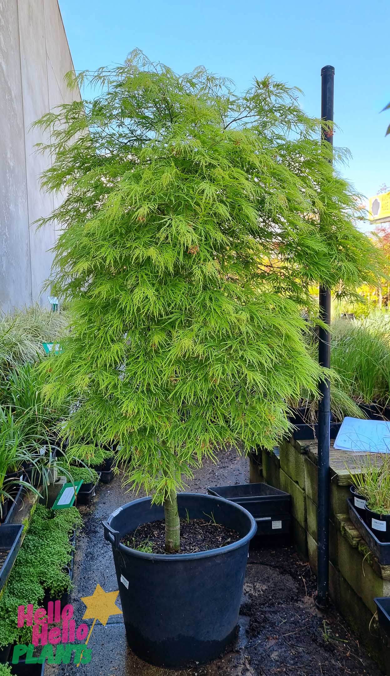 Acer palmatum 'Viridis' Japanese Maple 155L - Image 4