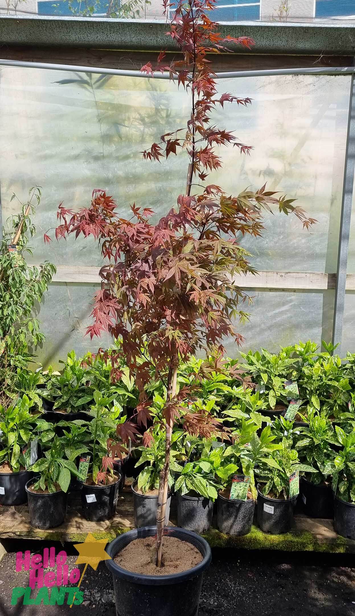 Acer 'Atropurpureum' Upright Japanese Maple 16" Pot - Image 4