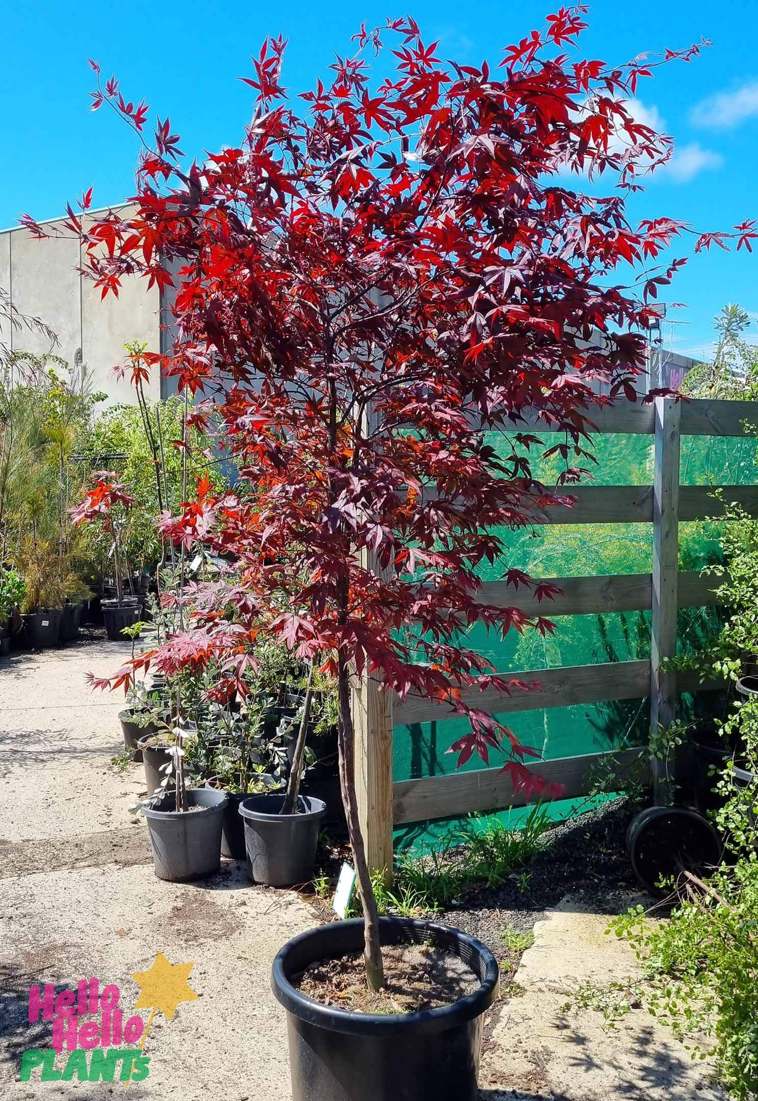 Acer 'Emperor 1' Japanese Maple 90L - Image 3