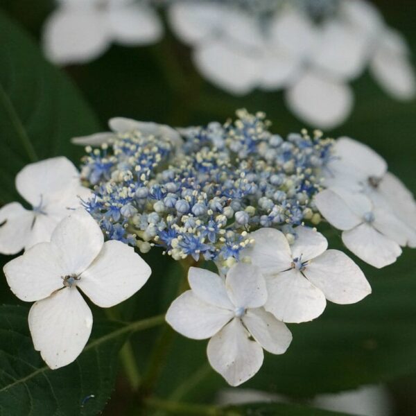 Close-up of Hydrangea 'Tokyo Delight' 6" Pot with white outer petals surrounding a cluster of small blue and white flowers, framed by vibrant green leaves.