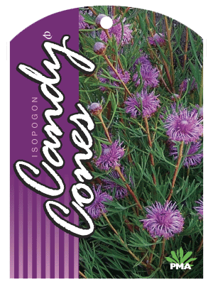 Isopogon 'Candy Cones' Coneflower 6" Pot - Image 2