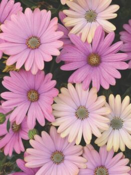 A cluster of Osteospermum 'Serenity™ Sunset' African Daisy from a 4" pot displays pink and light yellow daisy-like flowers with lush green foliage in the background.