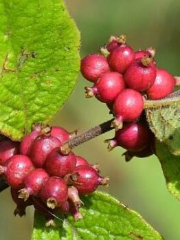 Symphoricarpos orbiculatus Coralberry
